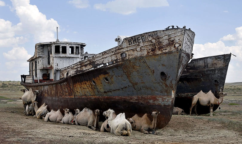 Camels are hiding from sun, under shadow of an old ship